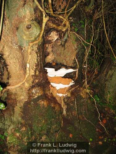 Around the Holy Well